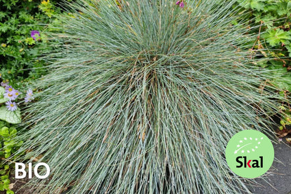 Biologisch Blauw schapengras - Festuca glauca