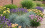 Biologisch Zwenkgras - Festuca glauca 'Elijah Blue'