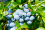 Biologisch Blauwe bes - Vaccinium corymbosum 'Brigitta Blue'