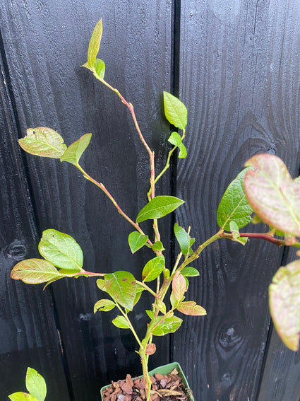 Biologisch Blauwe bes - Vaccinium corymbosum 'Brigitta Blue'