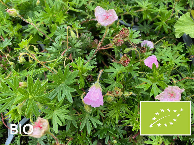 Biologische Bloedooievaarsbek - Geranium sanguineum 'apfelblüte'