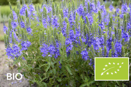 Biologische Brede ereprijs - Veronica austriaca