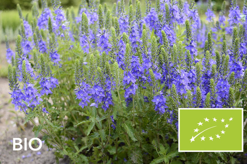 Biologische Brede ereprijs - Veronica austriaca