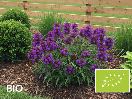Biologische Brunel - Prunella grandiflora 'Bella Blue'