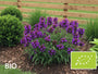 Biologische Brunel - Prunella grandiflora 'Bella Blue'
