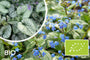 Biologische Kaukasische vergeet mij niet - Brunnera macrophylla 'Jack Frost'