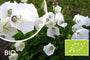 Biologisch Karpatenklokje (Wit) - Campanula carpatica 'Weisse Clips'