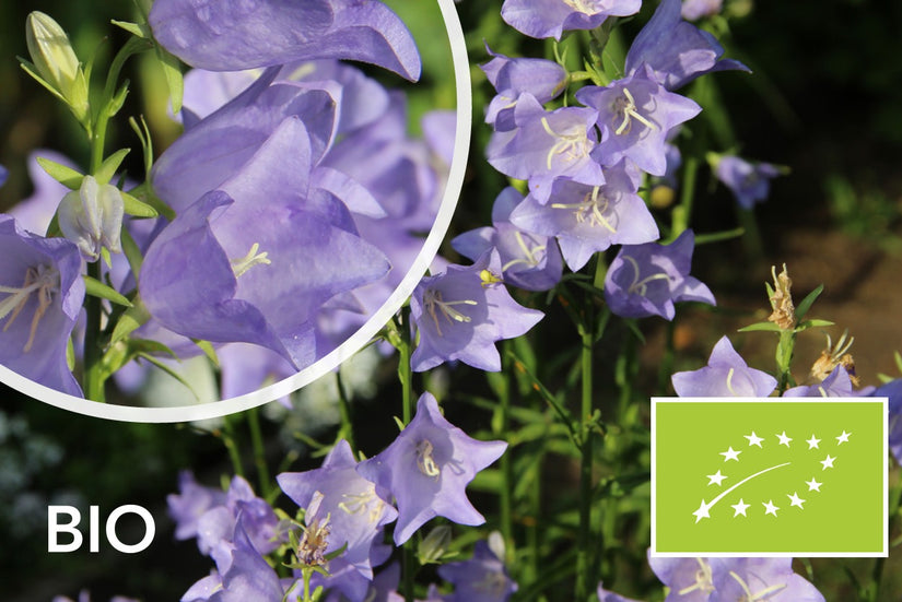 Biologisch Prachtklokje - Campanula Persicifolia 'Coerulea' (ook per/m2)