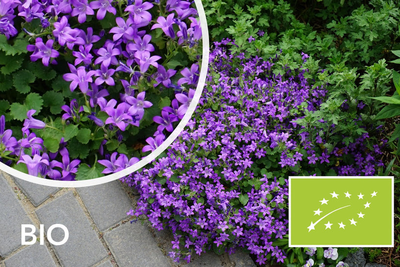 Biologisch Kluwenklokje - Campanula portenschlagiana