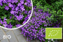 Biologisch Kluwenklokje - Campanula portenschlagiana