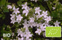 Biologische Klokjesbloem (Wit/Lichtroze) - Campanula poscharskyana 'E.H. Frost'
