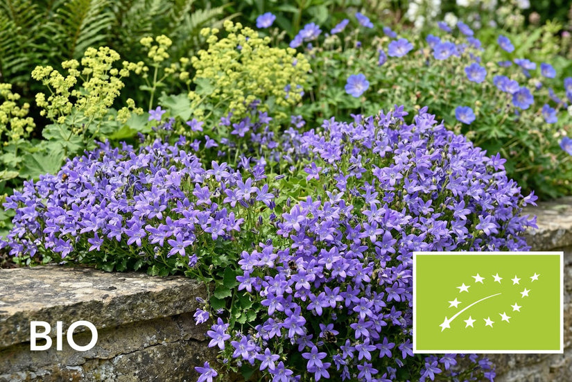 Biologisch Kruipklokje - Campanula poscharskyana 'Lisduggan Variety'