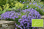 Biologisch Kruipklokje - Campanula poscharskyana 'Lisduggan Variety'