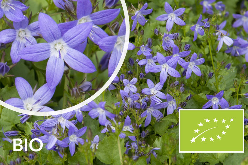 Biologisch Kruipklokje (Paars/Blauw)- Campanula poscharskyana 'Stella'