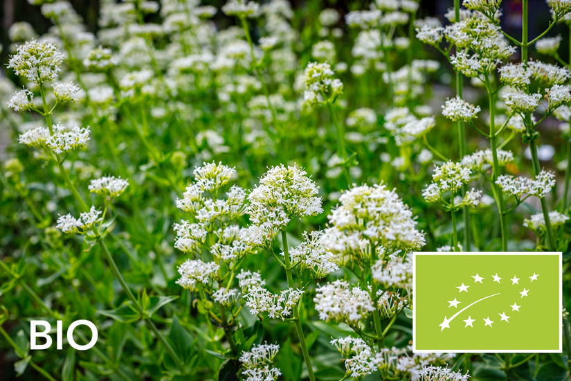 Biologische Witte spoorbloem - Centranthus ruber 'Albus' (Witte Valeriaan)