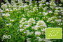 Biologische Witte spoorbloem - Centranthus ruber 'Albus' (Witte Valeriaan)