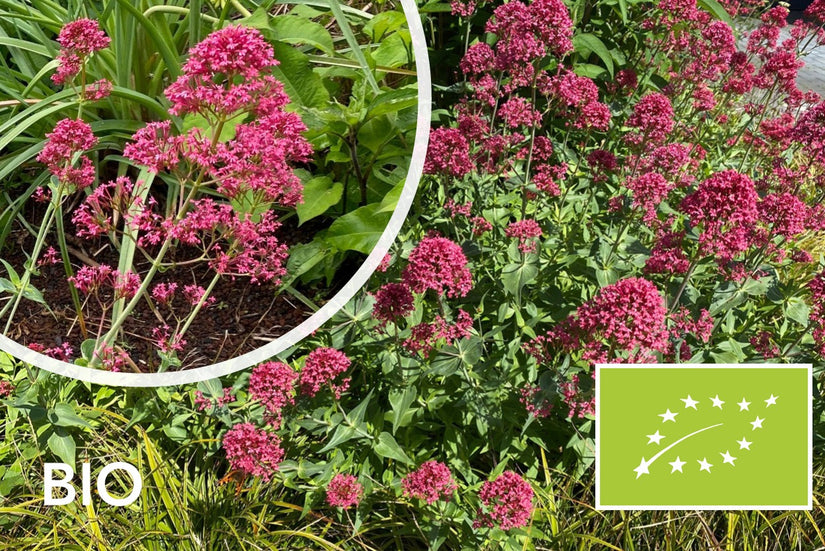 Biologische Rode spoorbloem - Centranthus ruber 'Coccineus' (Rode Valeriaan)