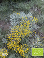 Biologisch Cipressenkruid (Geel) - Santolina chamaecyparissus - Heiligenbloem