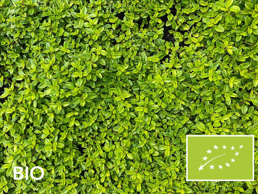Biologische Citroentijm - Thymus citriodorus 'Aureus'
