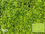 Biologische Citroentijm - Thymus citriodorus 'Aureus'
