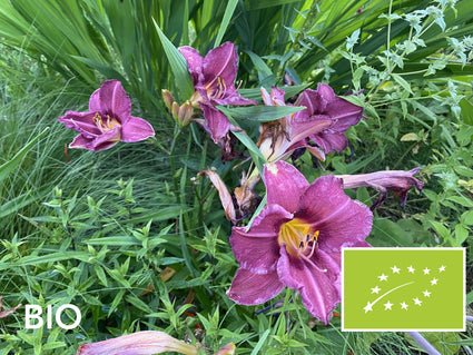 Biologische Daglelie (Donker roze / paars) - Hemerocallis 'Summer Wine'
