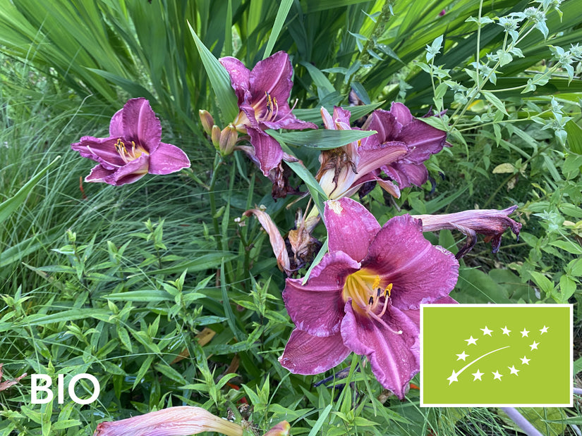 Biologische Daglelie (Donker roze / paars) - Hemerocallis 'Summer Wine'