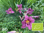 Biologische Daglelie (Donker roze / paars) - Hemerocallis 'Summer Wine'
