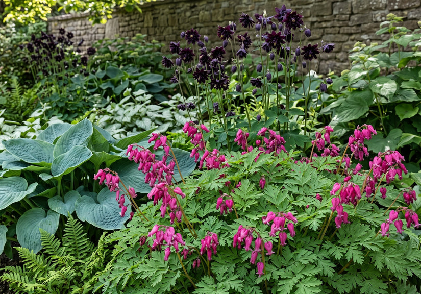 Met hosta Elegans en Akelei Black Barlow in schaduwborder