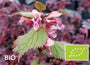 Biologische Dovenetel - Lamium orvala