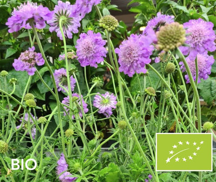 Biologische Duifkruid - Scabiosa columbaria 'Butterfly Blue'