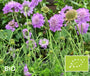 Biologische Duifkruid - Scabiosa columbaria 'Butterfly Blue'