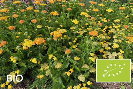 Biologisch Duizendblad (Lage soort, ca 60 cm) - Achillea millefolium 'Walther Funcke'