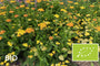 Biologisch Duizendblad (Lage soort, ca 60 cm) - Achillea millefolium 'Walther Funcke'