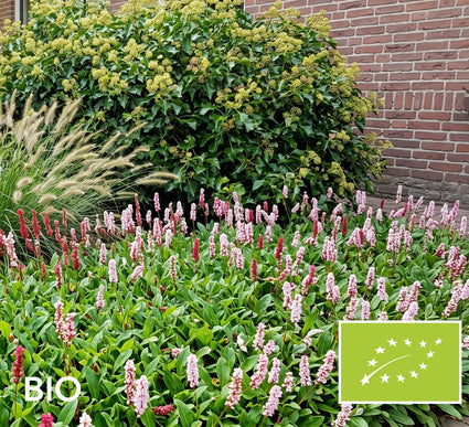 Biologische Duizendknoop Rood/Roze (Lage soort 30 cm) - Persicaria affinis 'Superba'