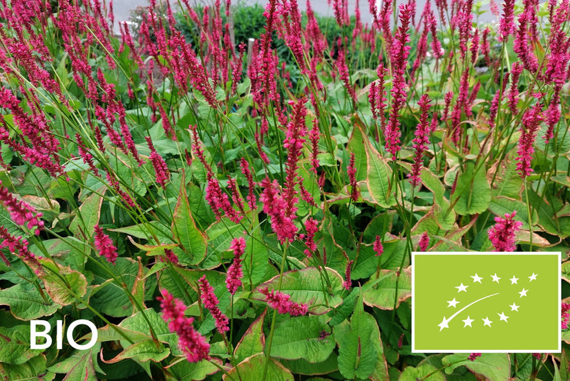 Biologische Duizendknoop Roze/Rood (Hoge soort 150 cm) - Persicaria amplexicaulis 'Speciosa'