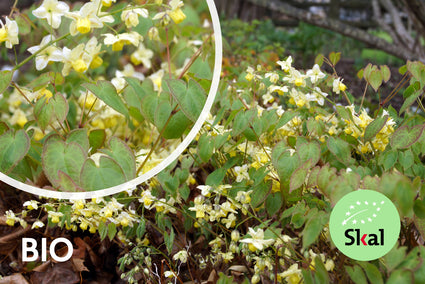 Biologisch Elfenbloem - Epimedium versicolor 'Sulphureum'