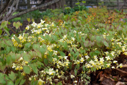 Biologisch Elfenbloem - Epimedium versicolor 'Sulphureum'