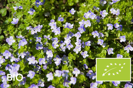 Biologische Kruipende ereprijs (Wintergroen) - Veronica repens