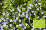 Biologische Kruipende ereprijs (Wintergroen) - Veronica repens