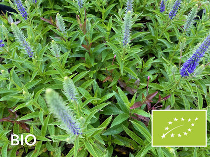 Biologische Ereprijs - Veronica spicata 'Ulster Dwarf Blue'