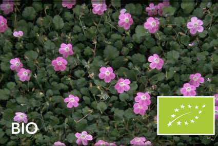 Biologische Reigersbek - Erodium x variabile 'Bishop's Form'