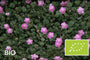 Biologische Reigersbek - Erodium x variabile 'Bishop's Form'