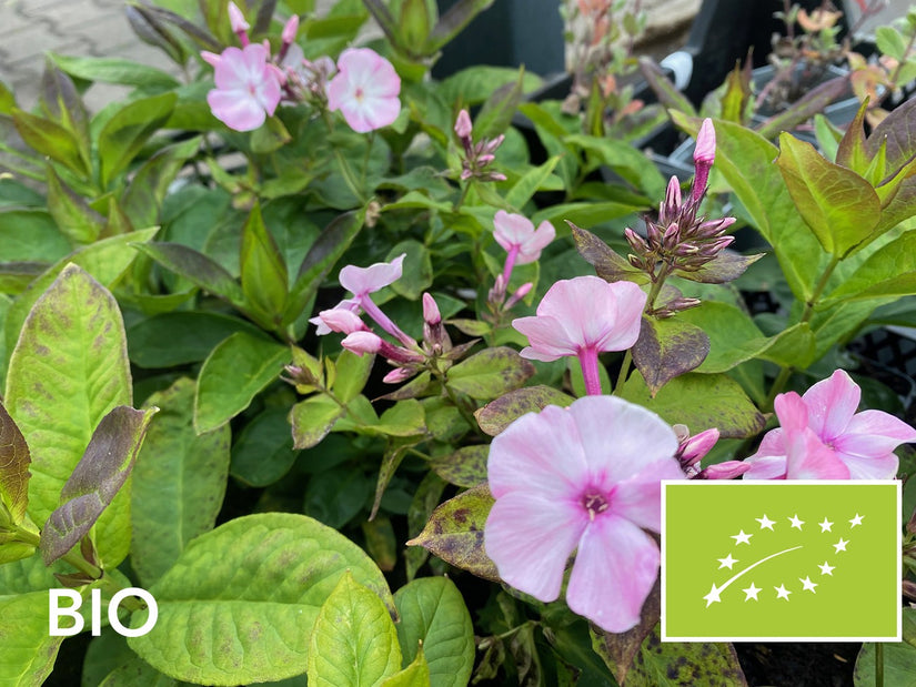 Biologische Flox (Hoogte 100 cm, Roze) - Phlox paniculata 'Laura'