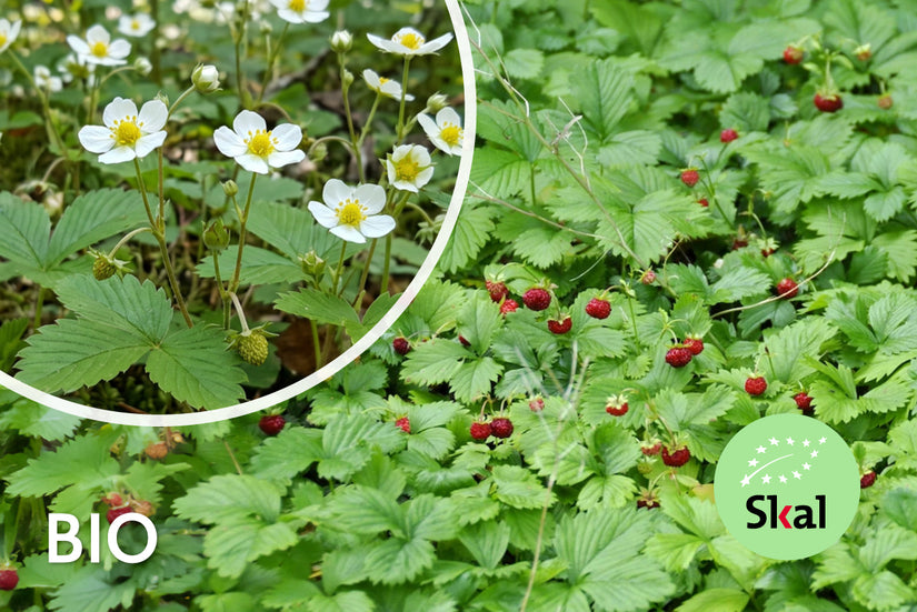 Biologisch Bosaardbei - Fragaria vesca