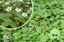 Biologisch Bosaardbei - Fragaria vesca