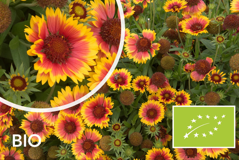 Biologische Kokardenbloem - Gaillardia 'Kobold'