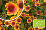 Biologische Kokardenbloem - Gaillardia 'Kobold'