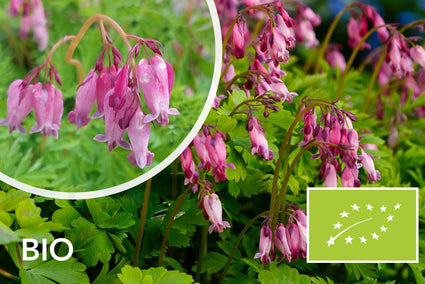 Biologisch Gebroken hartje - Dicentra formosa