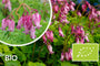 Biologisch Gebroken hartje - Dicentra formosa