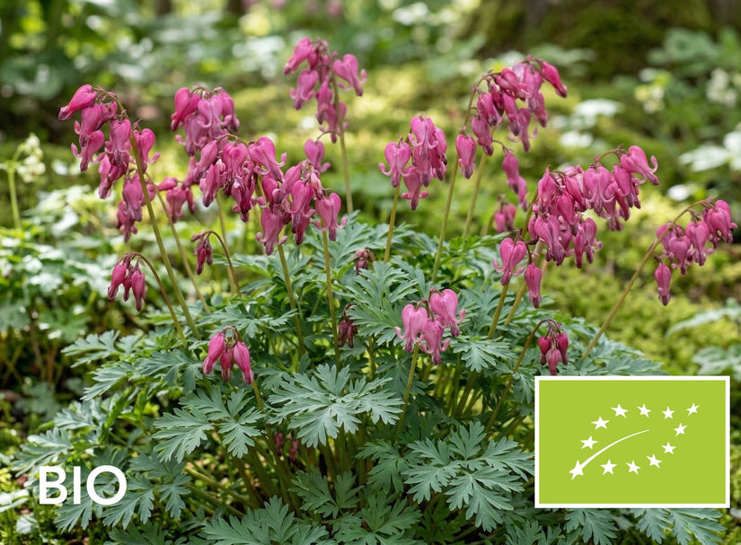 Biologisch Gebroken hartje - Dicentra formosa 'Luxuriant'